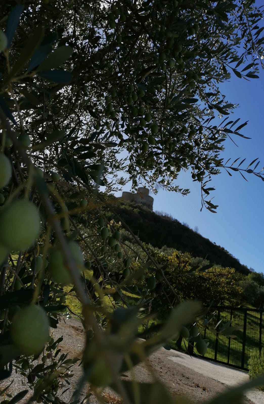 Rami di ulivo con olive