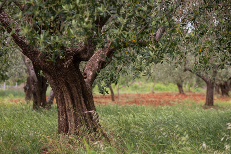 Tronchi di ulivo nell'uliveto
