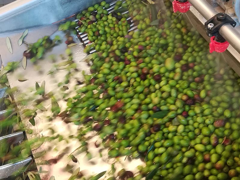 Olive sul nastro per le operazioni preliminari