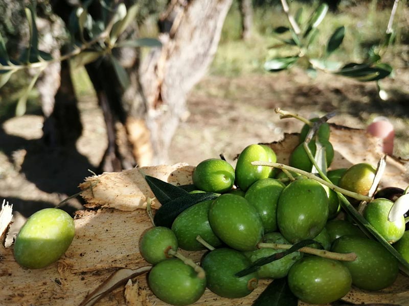 Raccolta delle olive
